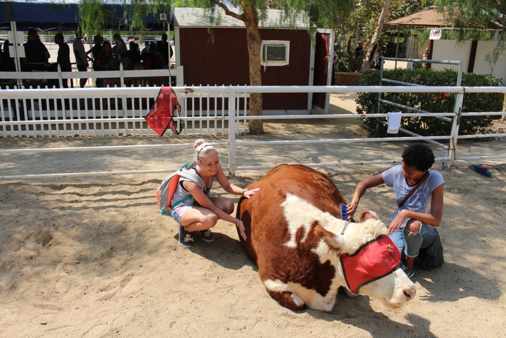 The Gentle Barn A Piece Of Heaven On Earth In La Claire S Mission