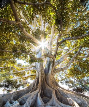 Reiki behandeling life tree