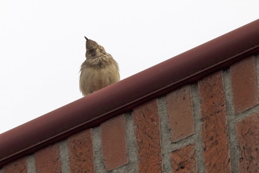 Kuifleeuwerik uitgestorven sinds 2015 als broedvogel in ons land Den Bosch 5 april 2014 Harvey van Diek HVD1711