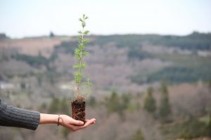 Gioux_planting Gioux_planting