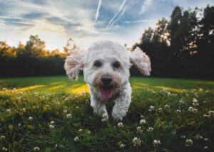 joe-caione-KVeogBZzl4M-unsplash joe-caione-KVeogBZzl4M-unsplash