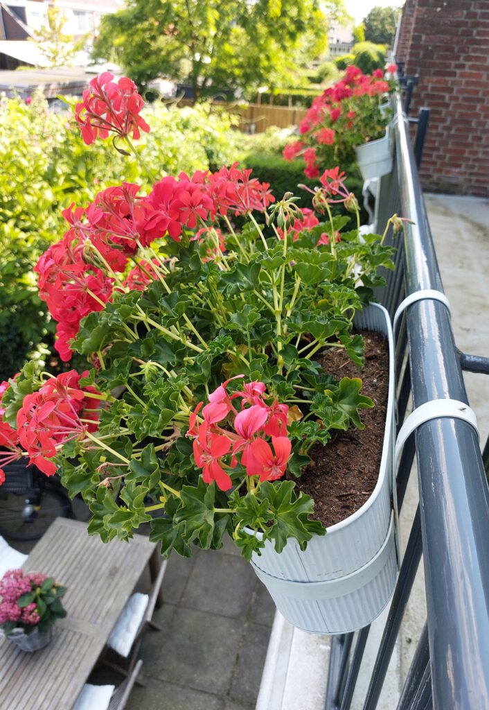 Geraniums balkon