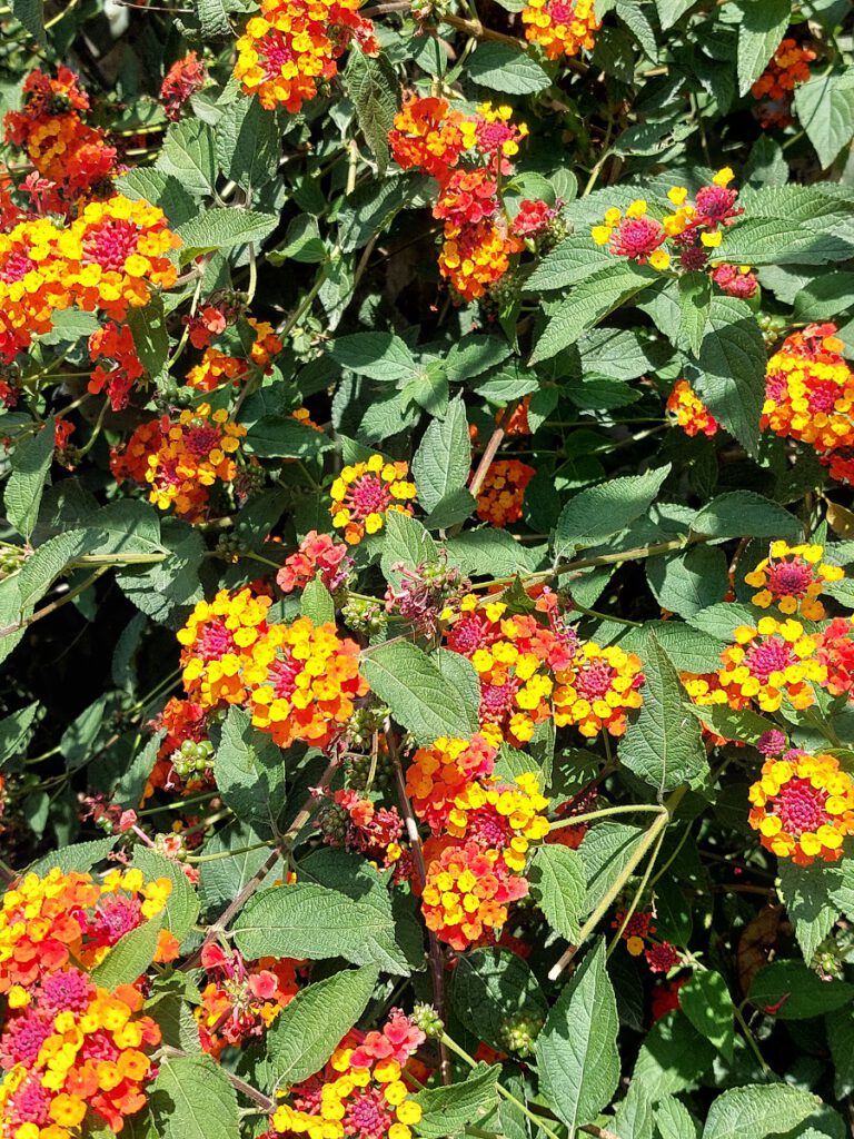 vurige kleur oranje in de tuin