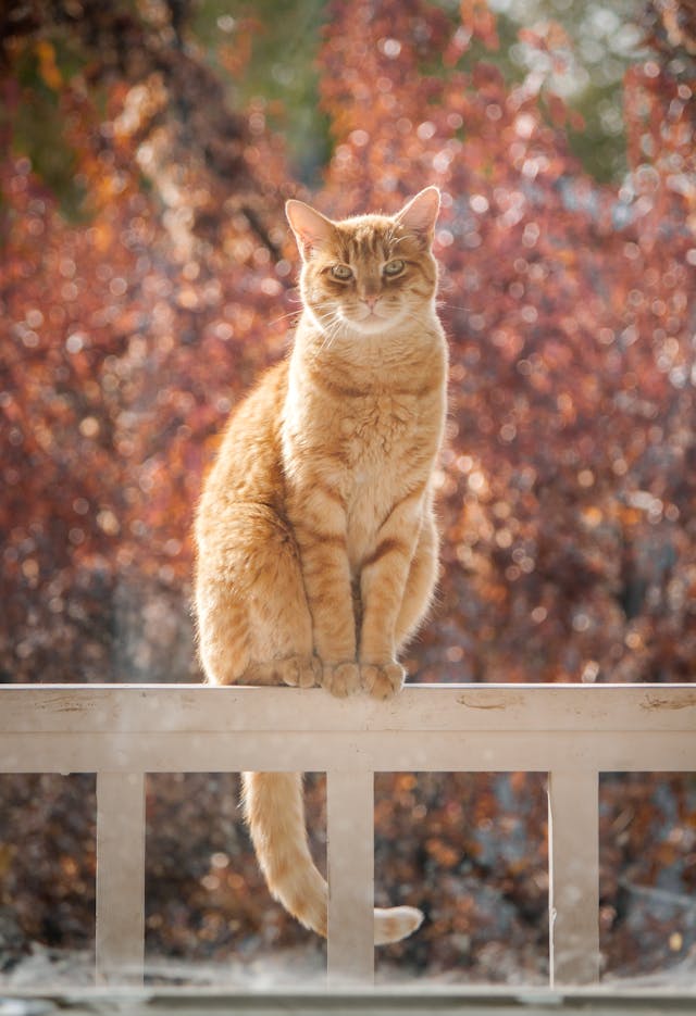 Waarom is een kattenverzekering een goed idee? 6 Waarom is een kattenverzekering een goed idee?