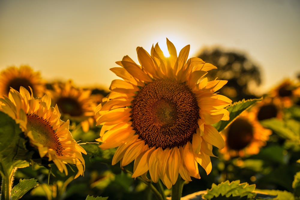 Litha vieren met het hele gezin: alles wat je wilt weten incl. tips en inspiratie! 8 Litha vieren met het hele gezin: alles wat je wilt weten incl. tips en inspiratie!