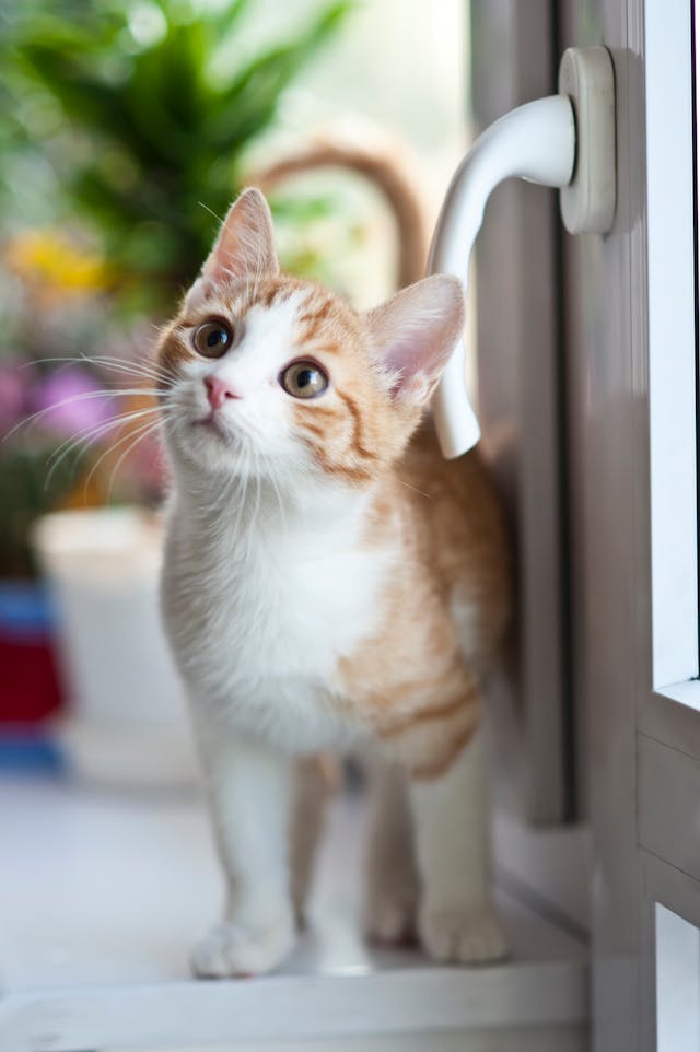 Waarom is een kattenverzekering een goed idee? 7 Waarom is een kattenverzekering een goed idee?