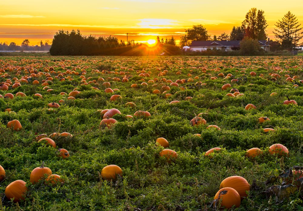 Samhain vieren met het hele gezin: alles wat je wilt weten incl. tips en inspiratie! 7 Samhain vieren met het hele gezin: alles wat je wilt weten incl. tips en inspiratie!