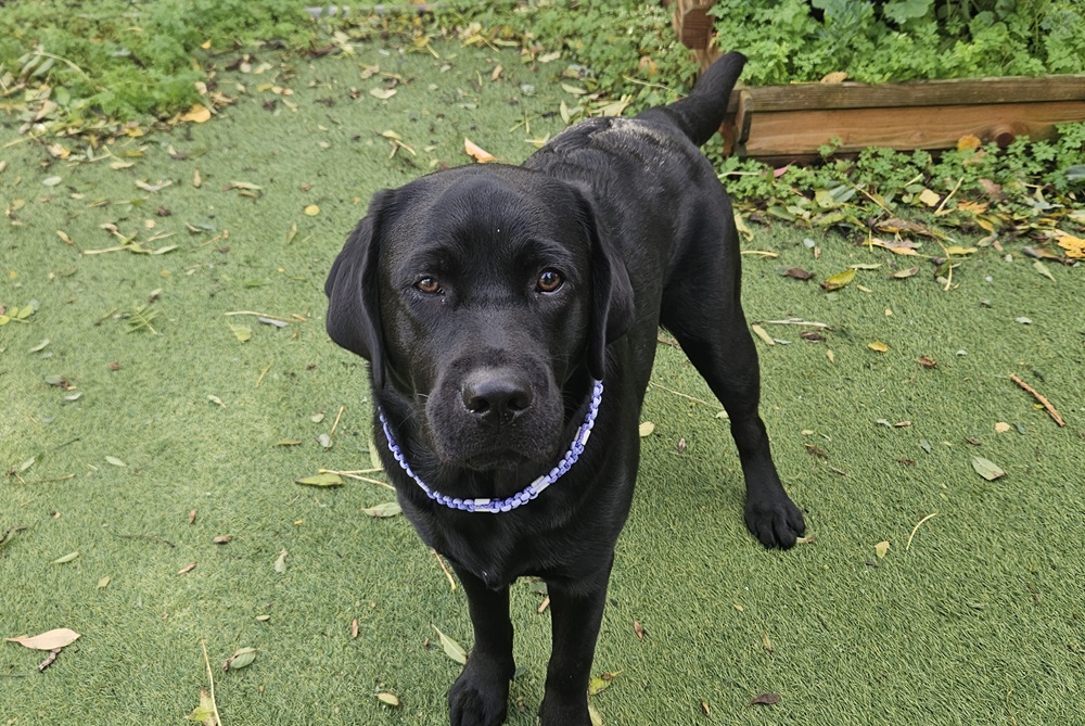 Werkt een natuurlijke tekenband voor honden? 6 Werkt een natuurlijke tekenband voor honden?