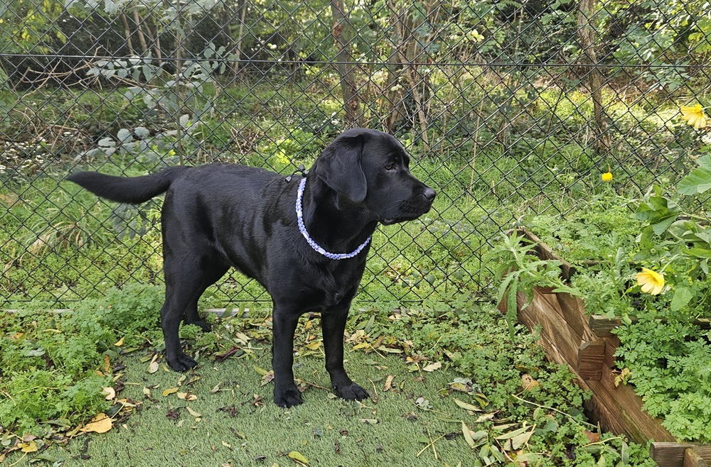 Werkt een natuurlijke tekenband voor honden? 7 Werkt een natuurlijke tekenband voor honden?