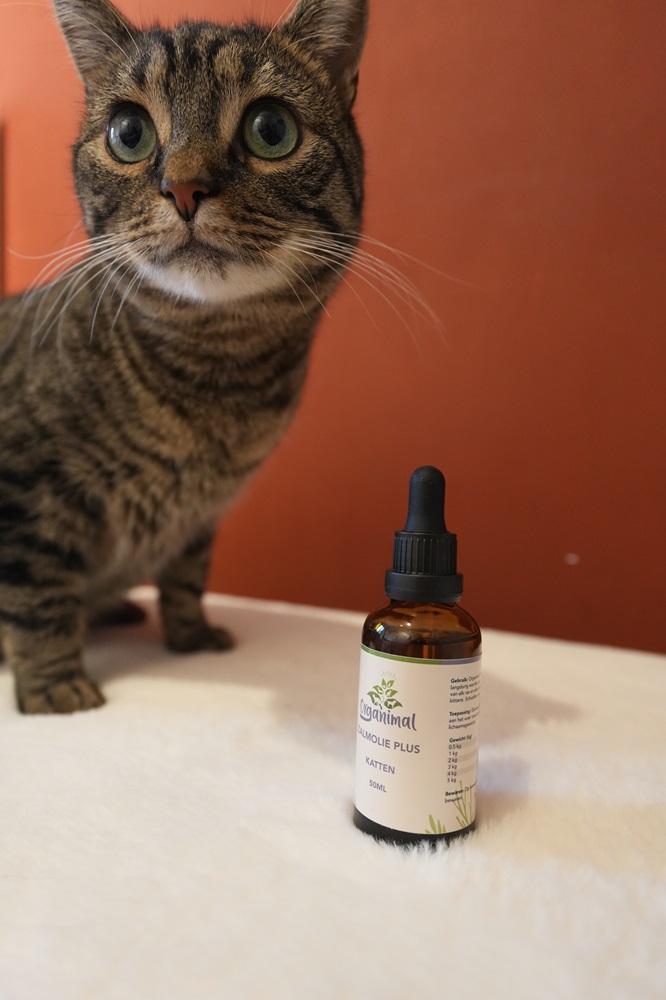 Zalmolie voor katten: wat zijn de voordelen en waar moet je op letten? 6 Zalmolie voor katten: wat zijn de voordelen en waar moet je op letten?