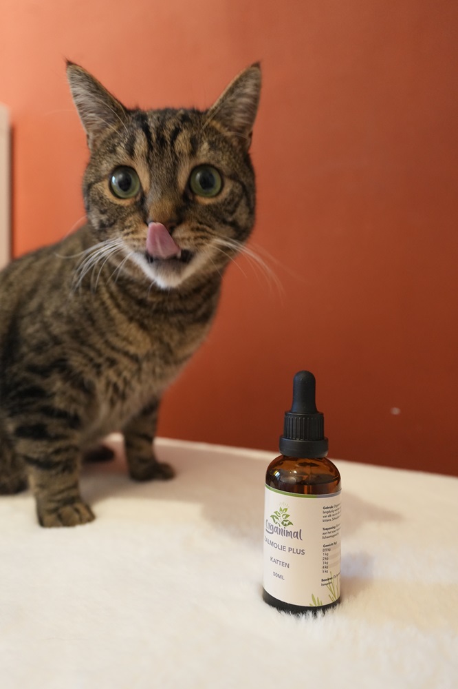 Zalmolie voor katten: wat zijn de voordelen en waar moet je op letten? 7 Zalmolie voor katten: wat zijn de voordelen en waar moet je op letten?