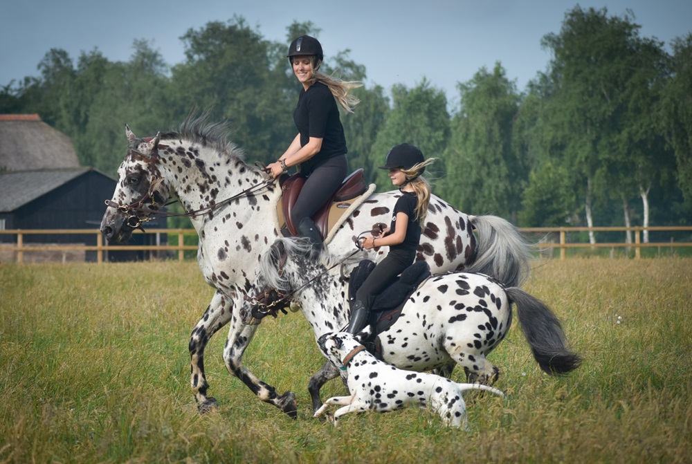 In gesprek met Greetje Hakvoort van Human & Horse Academy 10 In gesprek met Greetje Hakvoort van Human & Horse Academy